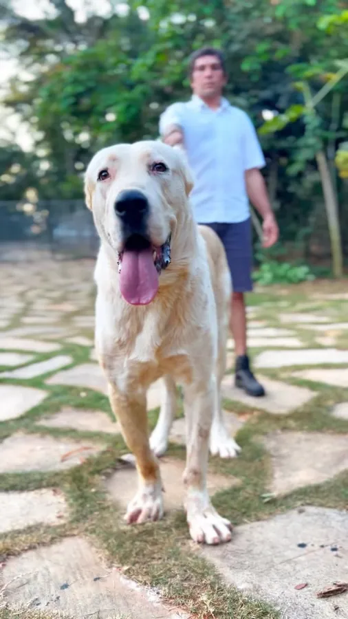 Alabai branco adulto no jardim, com o tutor ao fundo