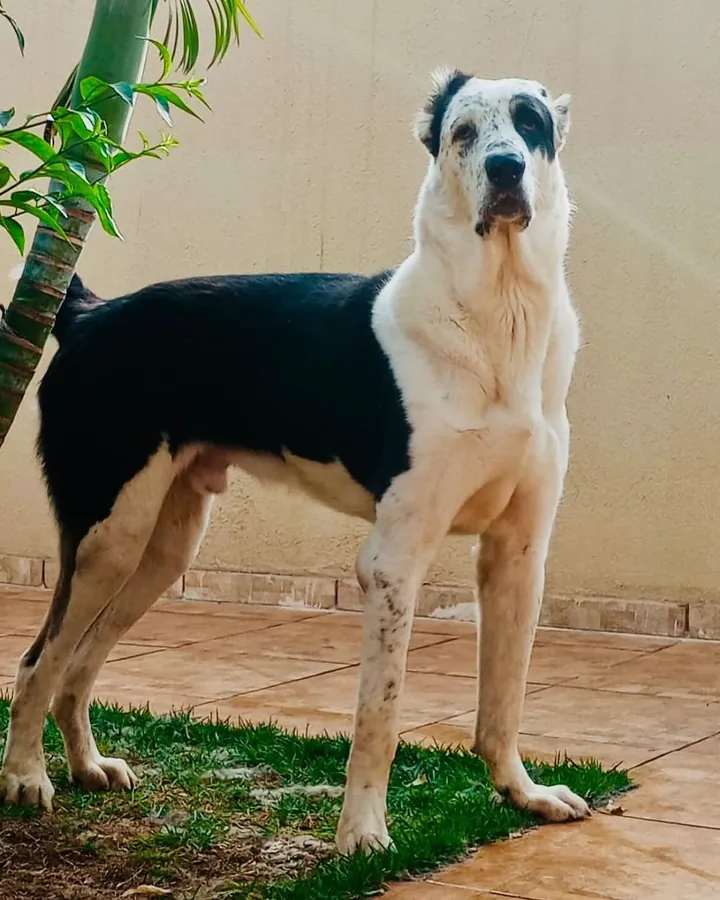 Alabai branco e preto em pé, de perfil